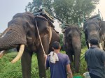 तीसरे दिन भी बाघ का नहीं चला कही पता, चार परिक्षेत्र की खोज रही बाघ