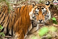 Sariska Tiger Reserve