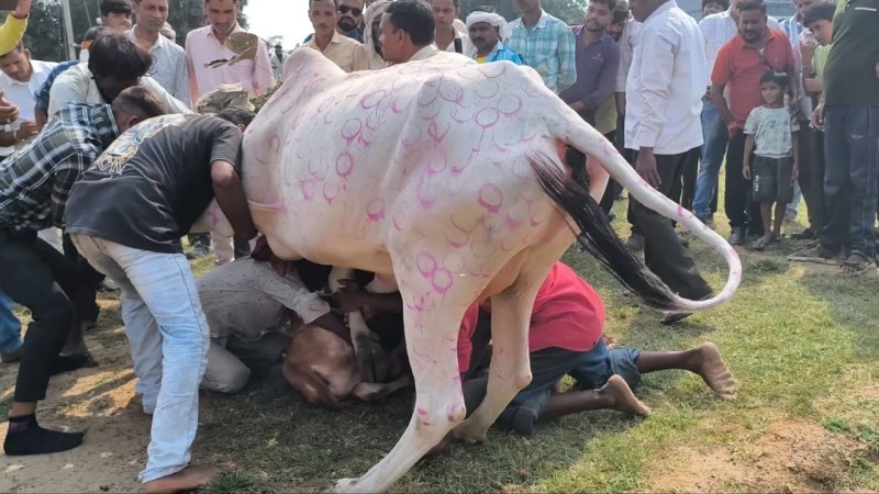 अहिर यादव और गोवारी समाज ने मनाई दिवाली