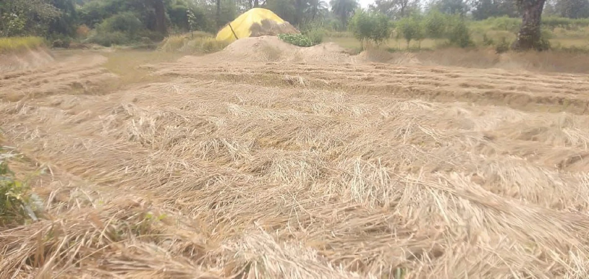 बारिश से खेतों में बिछ गई किसानों की पककर तैयार खड़ी फसल-