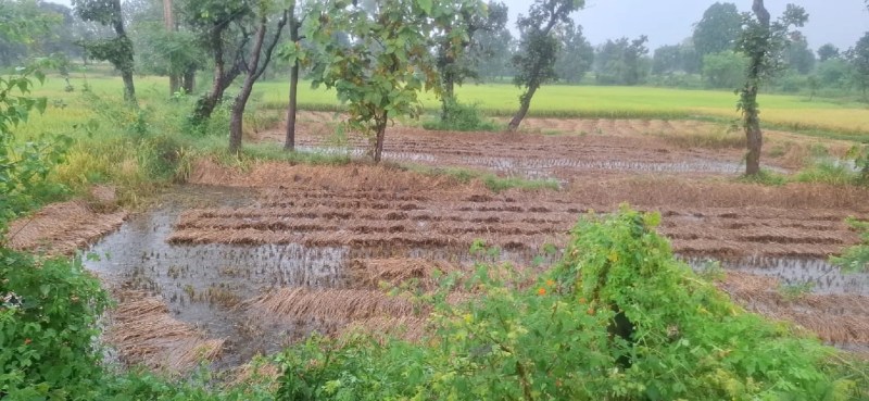 किसानों के खेतों में भरा पानी, डूबी कटी धान की फसल