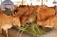 Jhunjhunu Bhodki Village Cowshed