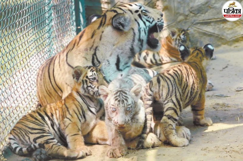 Jaipur Wildlife Week Begins Today