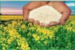 Single Super Phosphate and NPK grade fertilizers are a boon for farmers