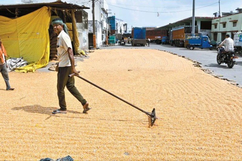 New maize started arriving in Bhilwara's agricultural produce market
