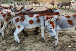 Bhilwara Donkey Fair