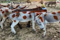 Bhilwara Donkey Fair
