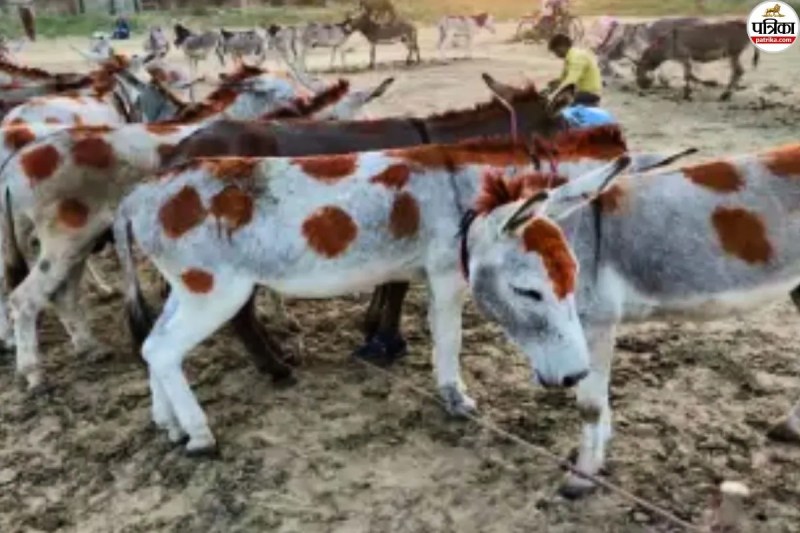 Bhilwara Donkey Fair