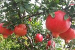 planting pomegranate orchards
