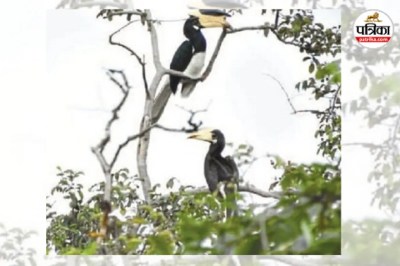 पश्चिमी घाट का दुर्लभ वन्यजीव (Photo source- Patrika)