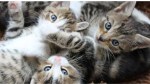 A case has been filed in Dehradun over the disappearance of kittens