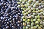Purchase of groundnut and peanuts will start from November 1 in Bhilwara.