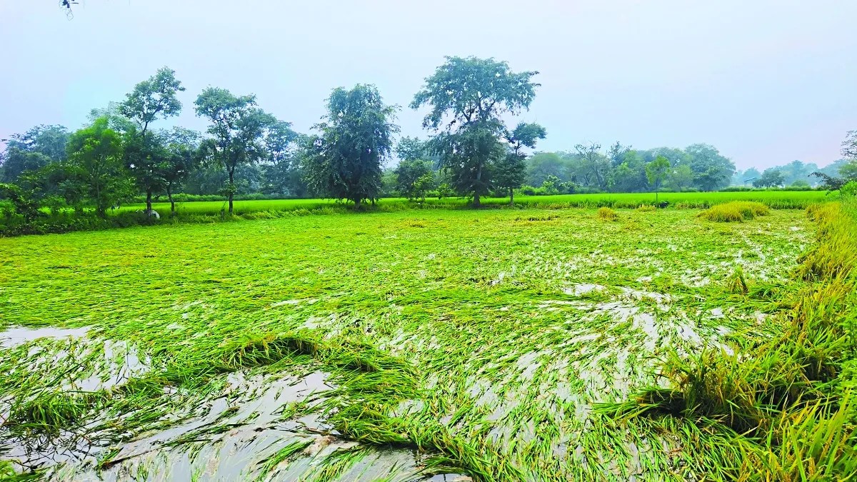 शुक्रवार-शनिवार बीती रात से जारी रिमझिम बारिश और सुबह 3 से 6 बजे तक तेज बारिश हुई। इस बार बारिश किसानों के लिए राहत नहीं बल्कि आफत बन गई है। क्योंकि तेज बारिश के कारण नदी नाले उफान पर हैं। वहीं खेतों में बारिश का पानी भर गया है।