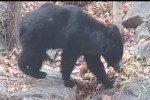 Bear in kumbhalgarh