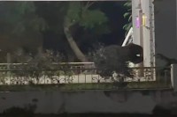 Bear in police station