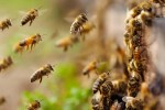 Bee attack in Rajasthan