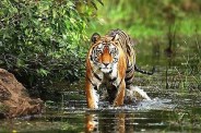 Tiger Movement in bhopal