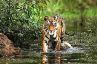 Tiger Movement in bhopal