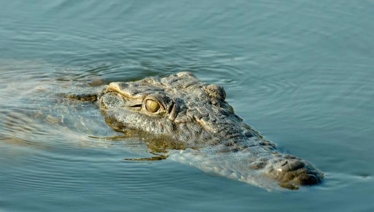 dangerous crocodiles have reached bhopal upper lake