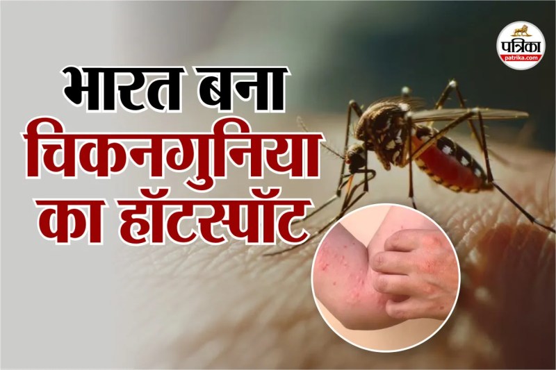 India most affected by Chikungunya,Chikungunya India,Chikungunya global threat,