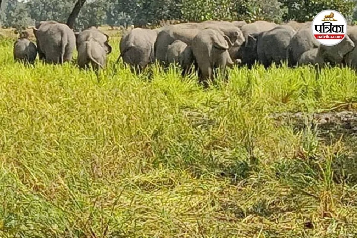 हाथियों ने फिर रौंदी किसानों की फसल (Photo source- Patrika)