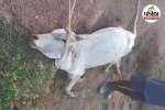 गौ-उत्पीड़न का भयावह मामला (Photo source- ANI)