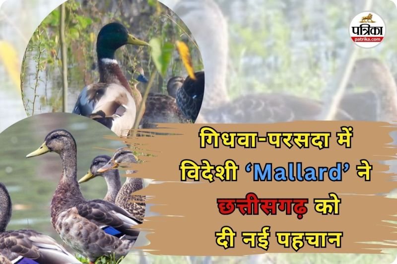 गिधवा-परसदा में ‘Mallard’ (Photo source- Patrika)