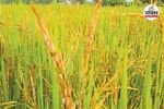किसानों की चिंता बढ़ी (Photo source- Patrika)
