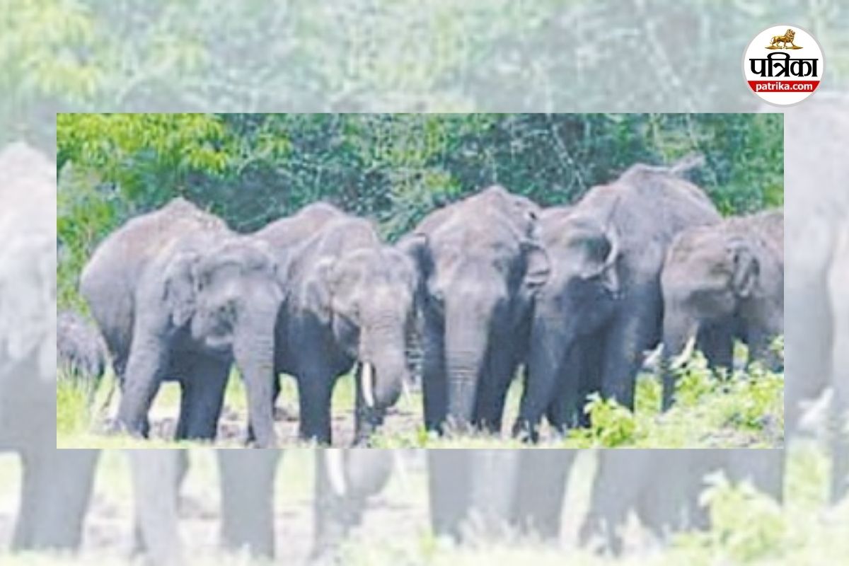 Korba elephant attack (Photo source- Patrika)