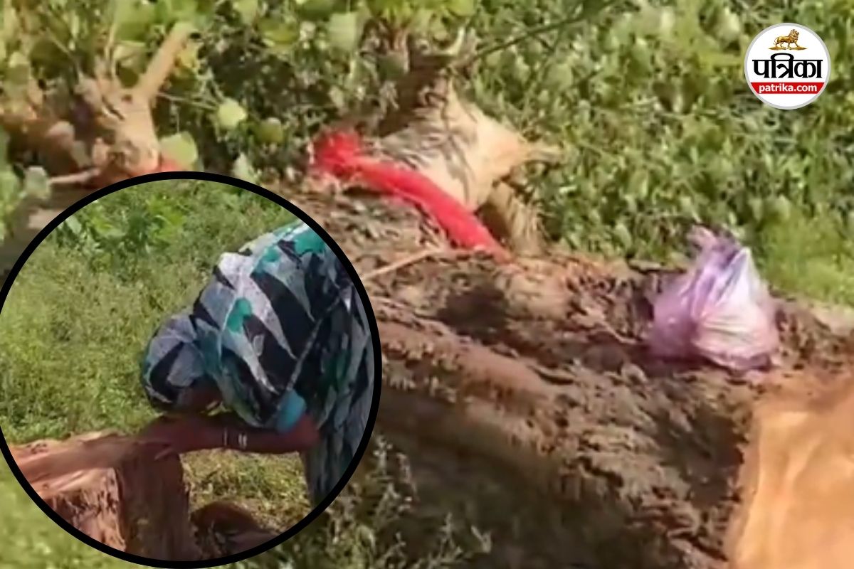 CG News: पेड़ से था मां जैसा रिश्ता, कटते ही छलक पड़े आंसू… viral video ने सबको कर दिया भावुक