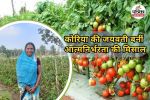 Tomato cultivation in Chhattisgarh (Photo source- Patrika)