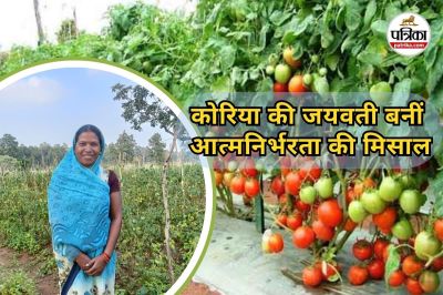 Tomato cultivation in Chhattisgarh (Photo source- Patrika)