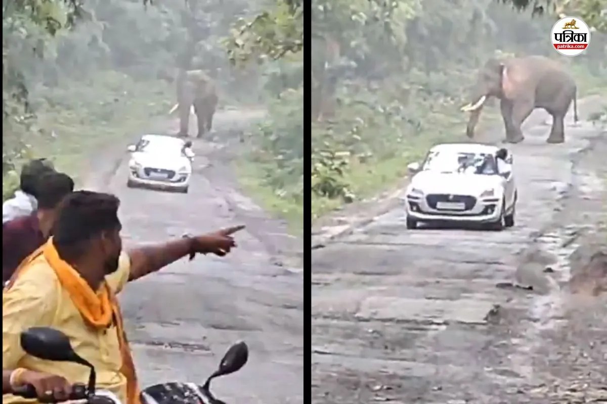 CG News: हाथियों के नजदीक पहुंच रहे लोग, खुले बैरियर से हादसे का खतरा, देखें Video