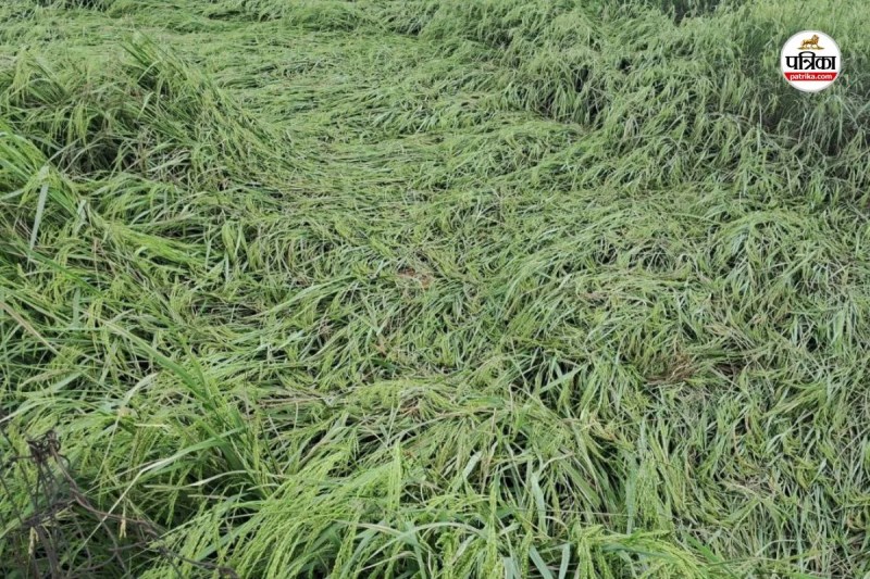 CG News: बेमौसम बारिश और अंधड़ से धान की फसल को नुकसान, किसानों की बढ़ी चिंता...(photo-patrika)