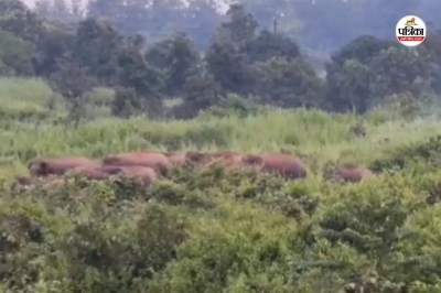 CG Elephant Terror: अंबिकापुर के लालमाटी क्षेत्र में हाथियों का आतंक, भोपाल का युवक कुचलकर मौत के घाट, Video(photo-patrika)