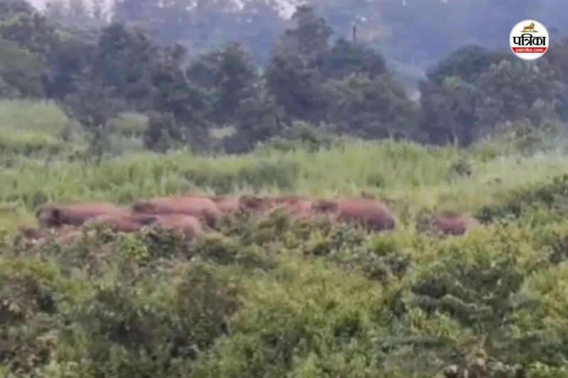 53 हाथियों के दल ने मचाया उत्पात (photo source- Patrika)