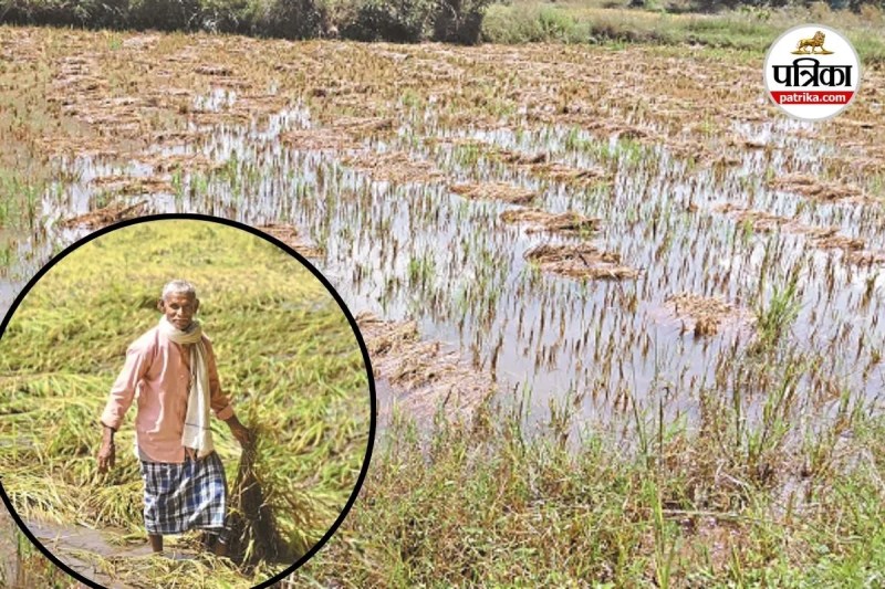 किसानों की खड़ी फसल तबाह (photo source- Patrika)