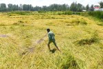 धान की फसल (Photo-IANS)