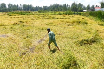 Paddy crop destroyed