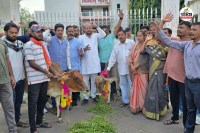 गौवंश की दुर्दशा को लेकर युवा कांग्रेस ने किया अनोखा प्रदर्शन(photo-patrika)