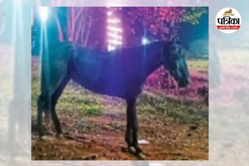 बीमार घोड़े का इलाज (Photo source- Patrika)