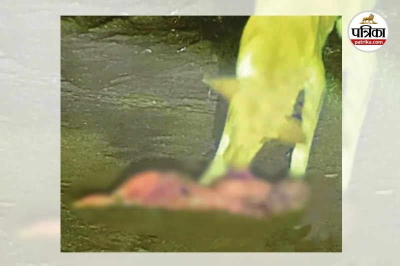 नवजात के शव को नोचता रहा कुत्ता (Photo source- Patrika)