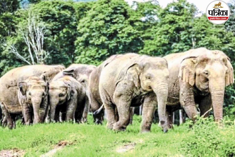 रात भर घूमता रहा हाथी (फोटो सोर्स- पत्रिका)
