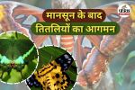 Udanti-Sitanadi Tiger Reserve (Photo source- Patrika)