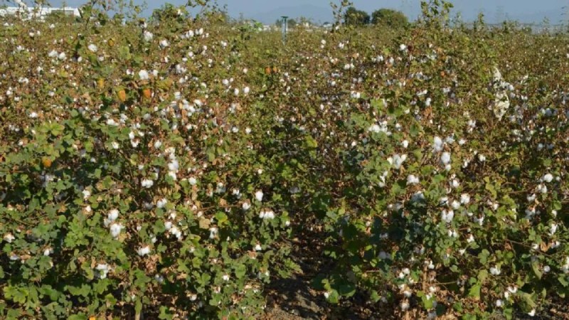 Cotton