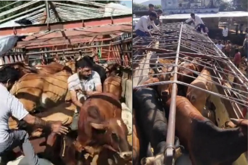 Cow-smuggling-racket