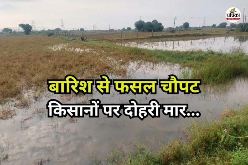 Crop-damaged-due-to-rain