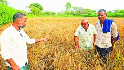 डौंडीलोहारा विकासखंड के ग्राम परसाडीह के किसान अपने खेतों में लिए धान की स्थिति को देखकर चिंतित हैं। वहीं गांव के किसान गोपाल साहू फसल की स्थिति देख रो पड़े।