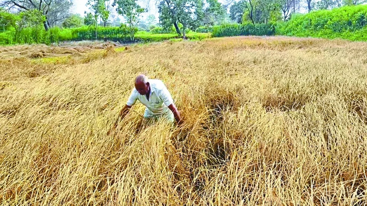 डौंडीलोहारा विकासखंड के ग्राम परसाडीह के किसान अपने खेतों में लिए धान की स्थिति को देखकर चिंतित हैं। वहीं गांव के किसान गोपाल साहू फसल की स्थिति देख रो पड़े।