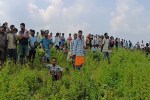 Elephants killed youth